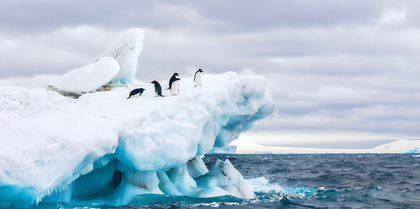 Penguins in Antarctica